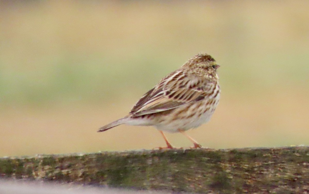 Savannah Sparrow - ML414244831