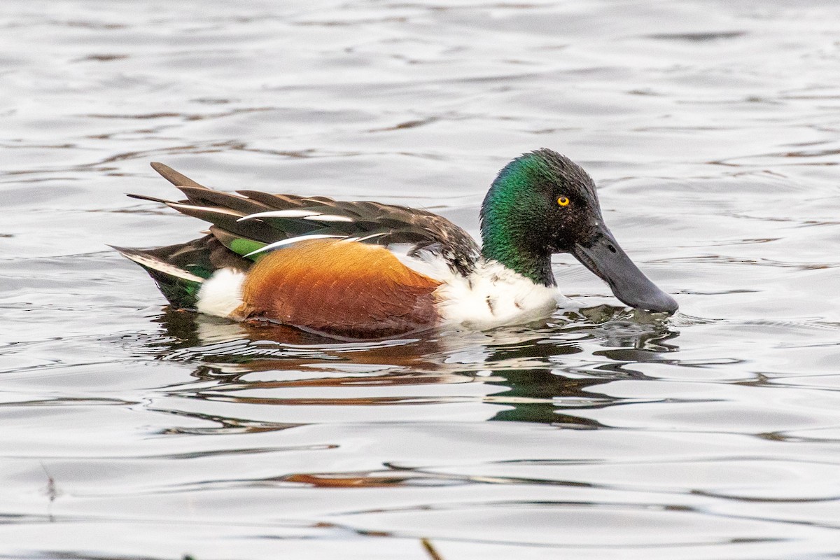 Northern Shoveler - Michael Cook