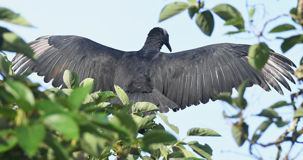 Black Vulture - Tom Huston