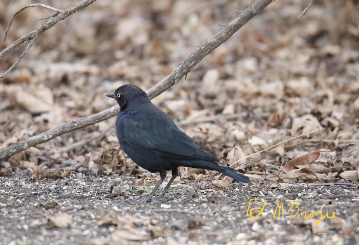 Brewer's Blackbird - ML414246861