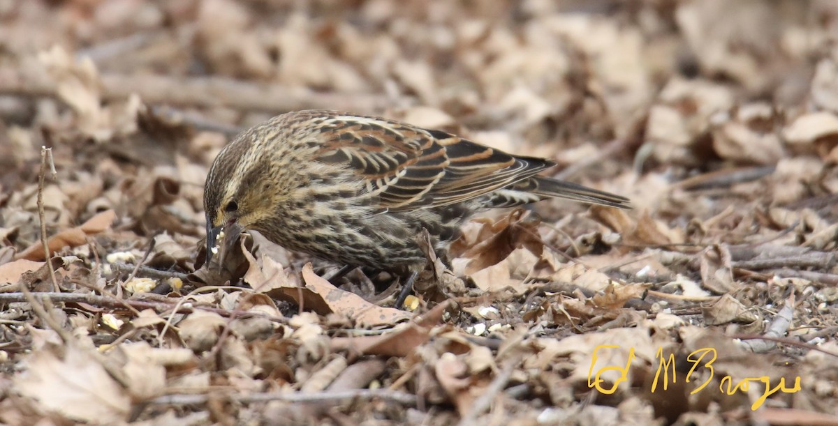 Red-winged Blackbird - ML414246911