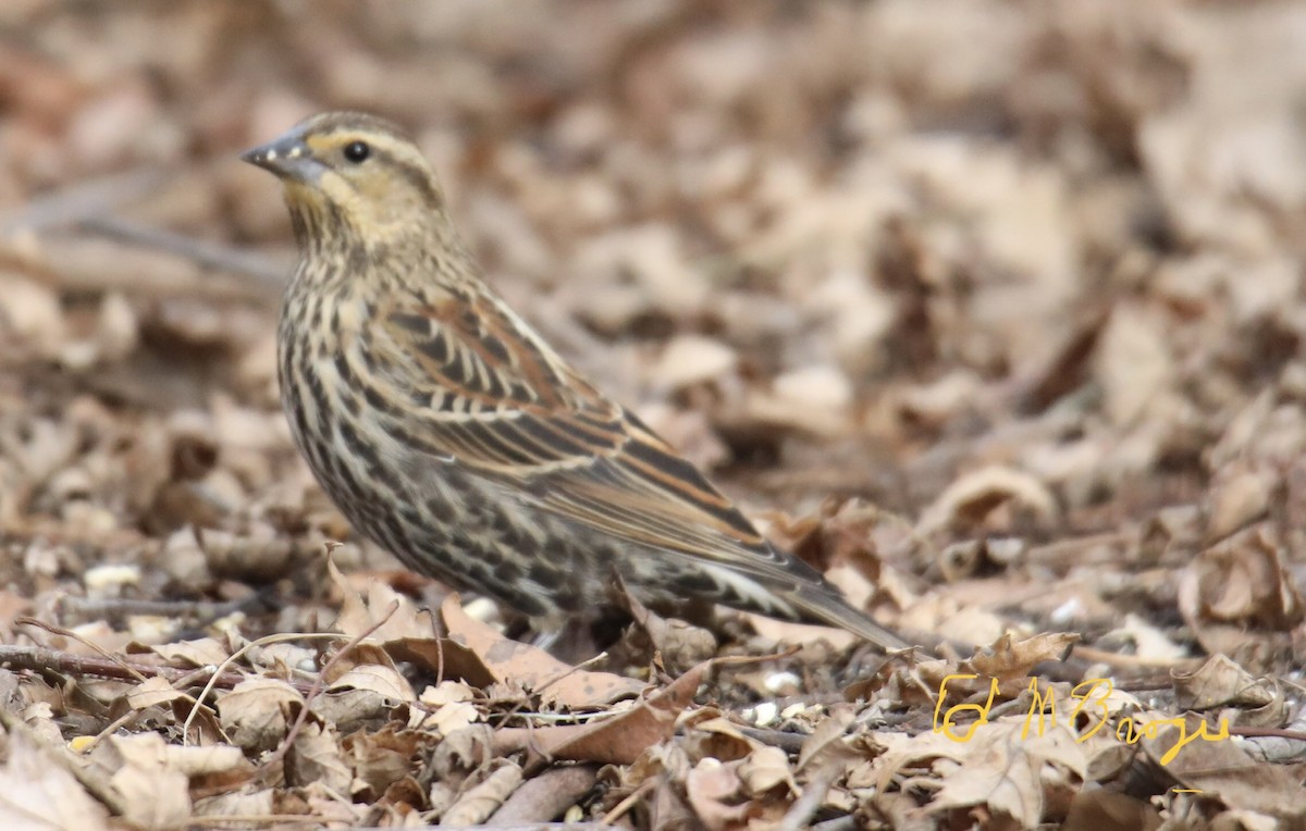 Red-winged Blackbird - ML414246921