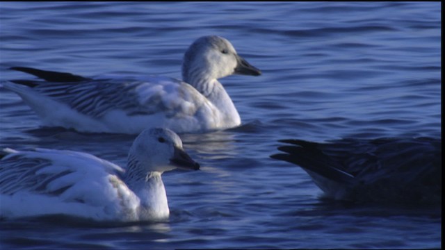 Snow Goose - ML414248