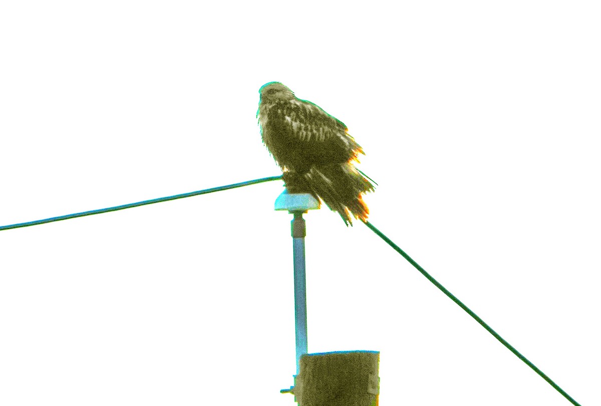 Rough-legged Hawk - ML414248731