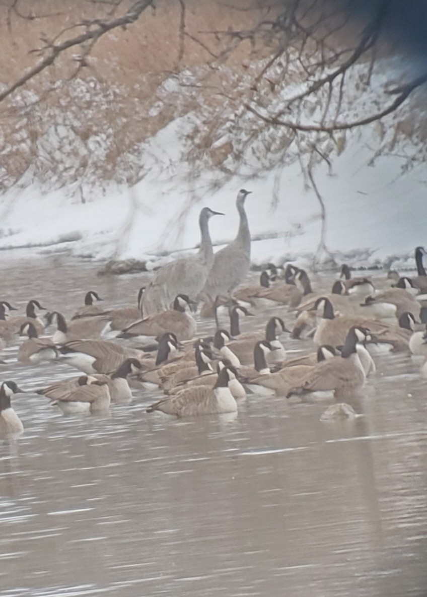 Sandhill Crane - ML414249161