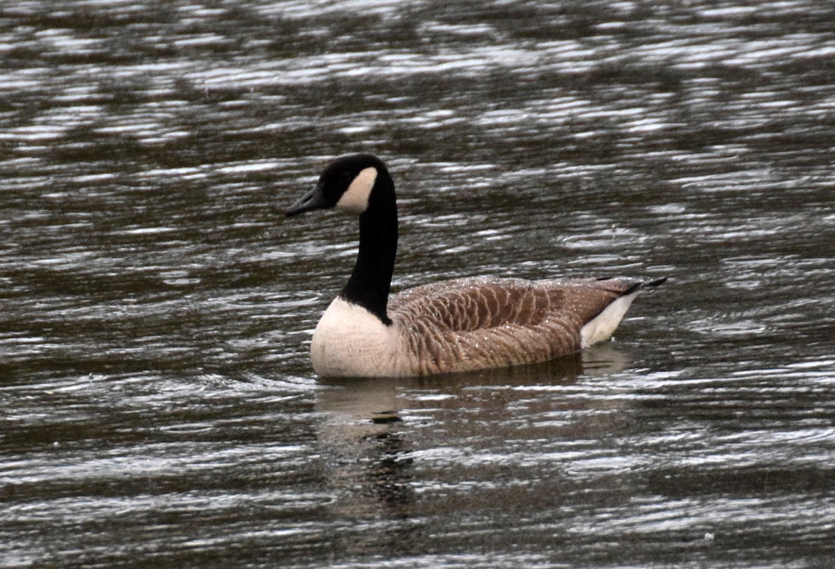 Canada Goose - ML414249801