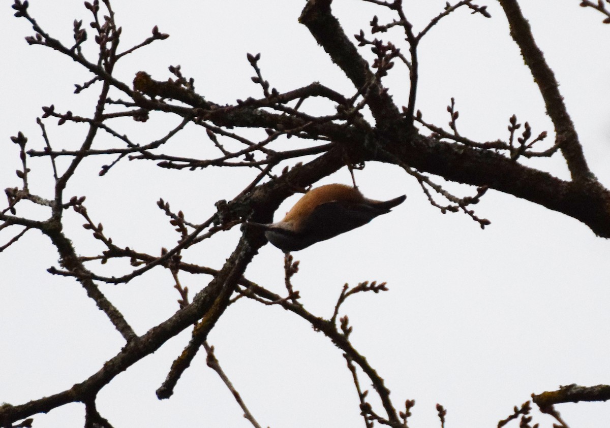 Eurasian Nuthatch - ML414249831