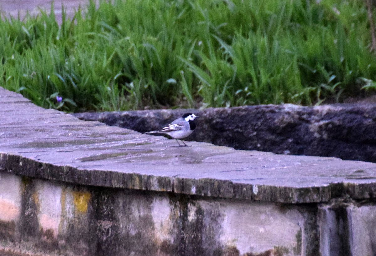 White Wagtail (White-faced) - ML414250031