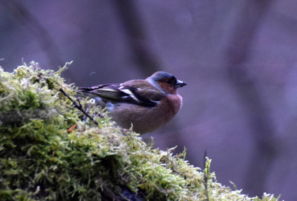 Common Chaffinch - ML414250121