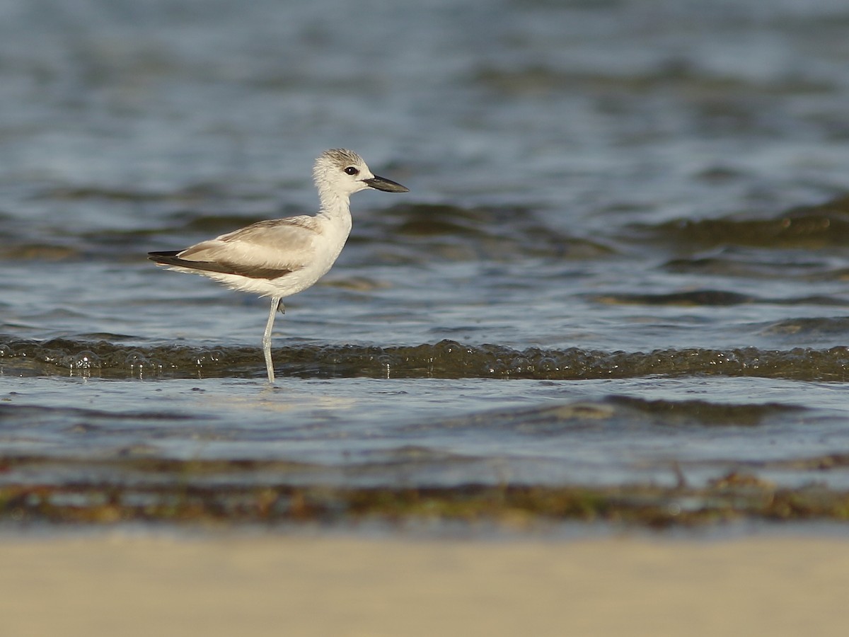 Crab-Plover - ML414250661