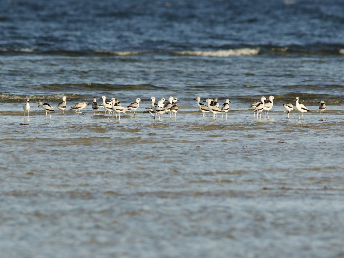 Crab-Plover - ML414250711