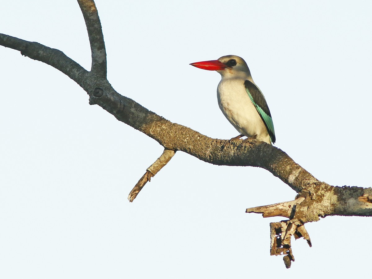 Mangrove Kingfisher - ML414250751