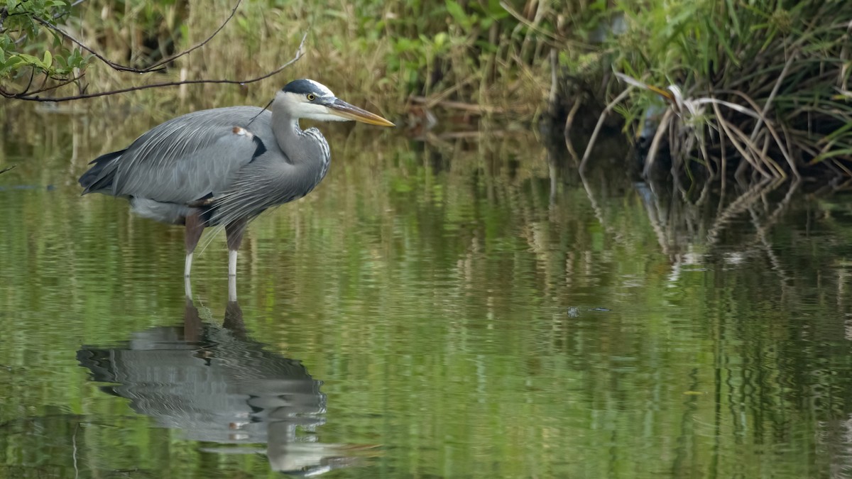 Great Blue Heron - Tim White