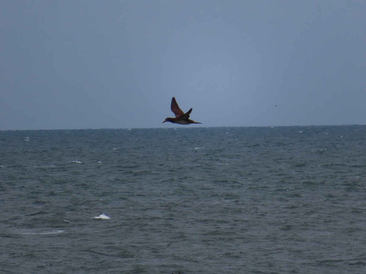 Northern Gannet - ML414253611