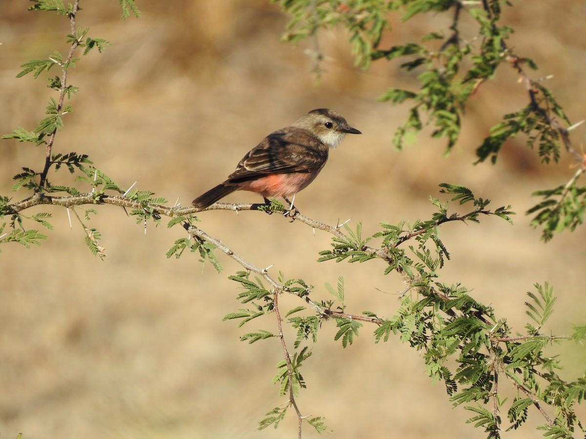 Vermilion Flycatcher - ML414254101