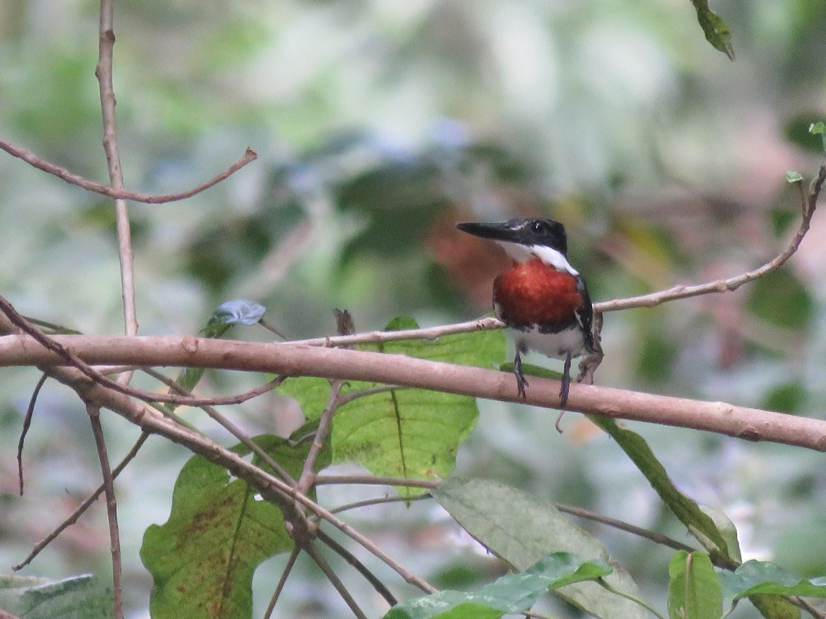 Green Kingfisher - ML414254181