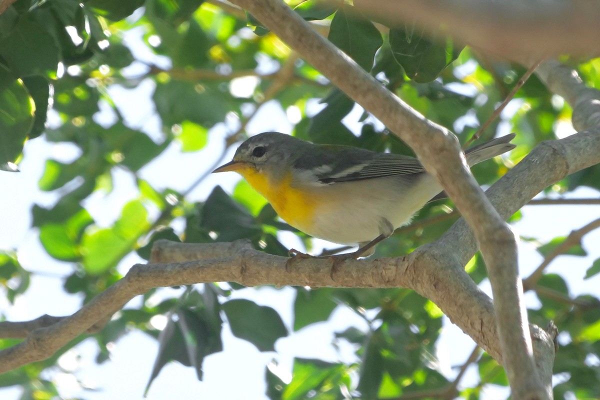 Northern Parula - ML414254201