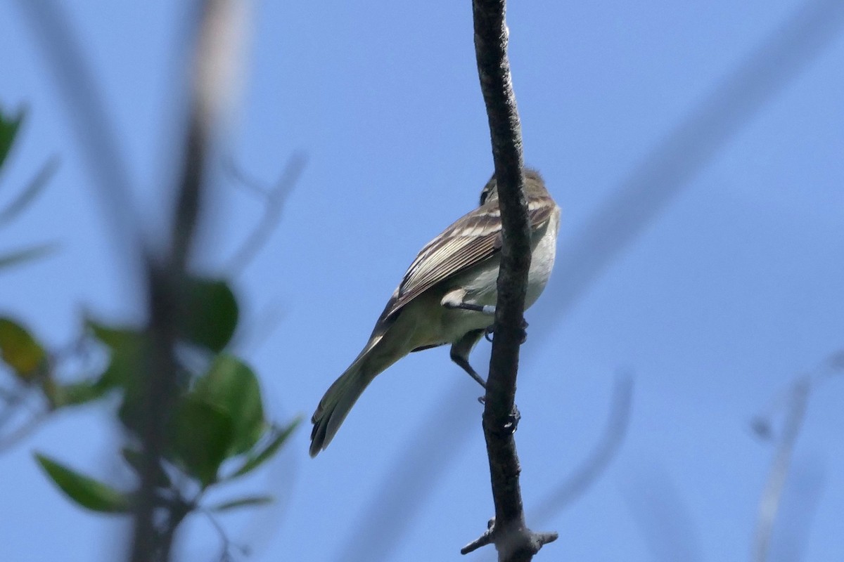 Caribbean Elaenia - Gautam Apte