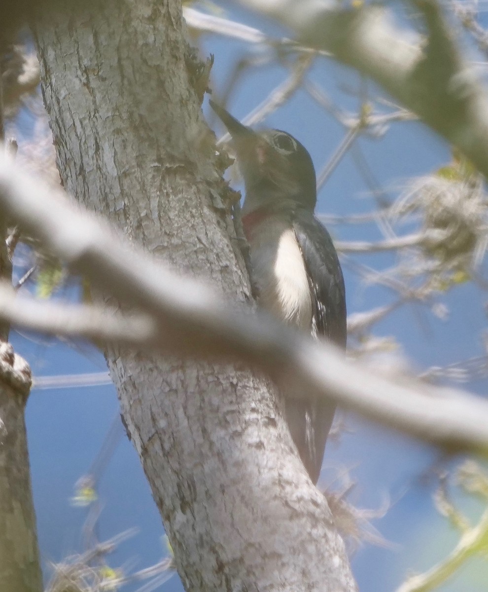 Puerto Rican Woodpecker - ML414254261