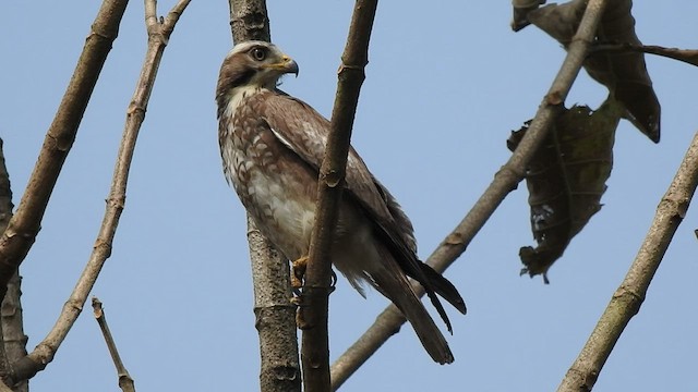 White-eyed Buzzard - ML414254631