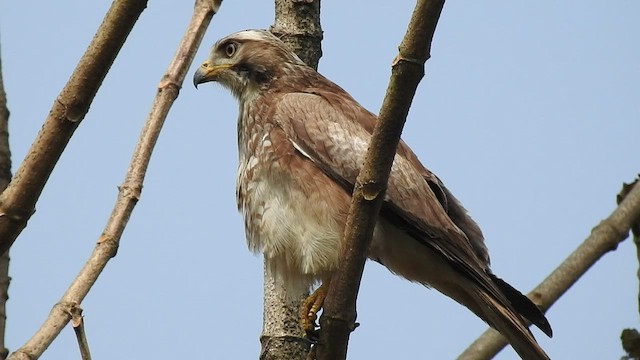 White-eyed Buzzard - ML414255101