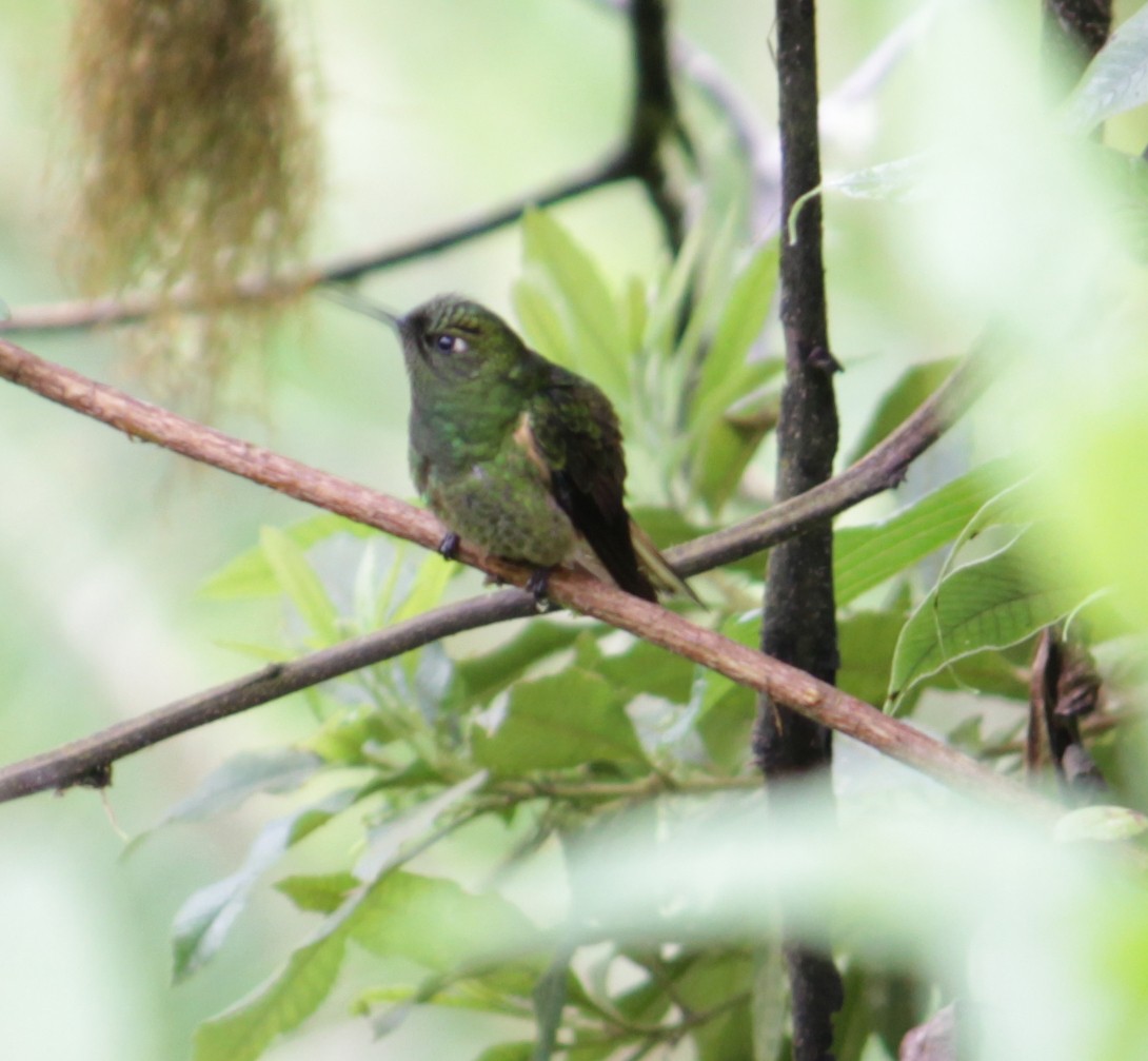 Buff-tailed Coronet - Doug Korver