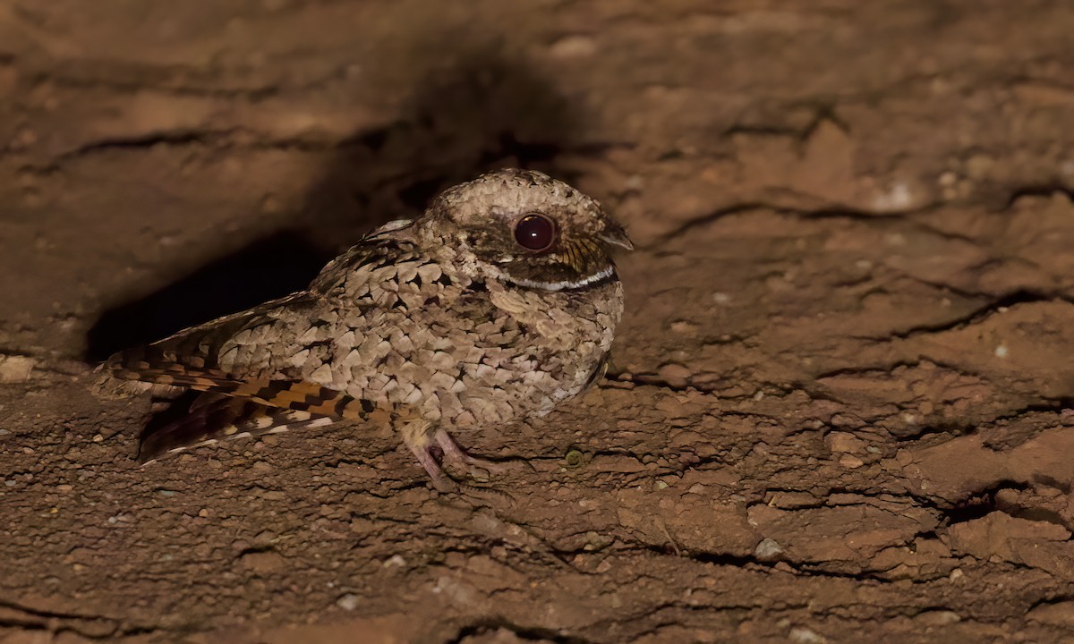 Common Poorwill - ML414256321