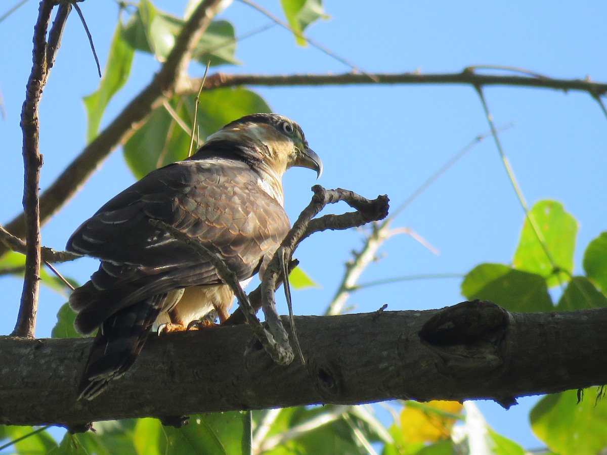 Hook-billed Kite - ML414257331