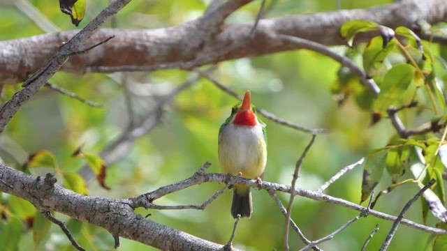 Puerto Rican Tody - ML414257901