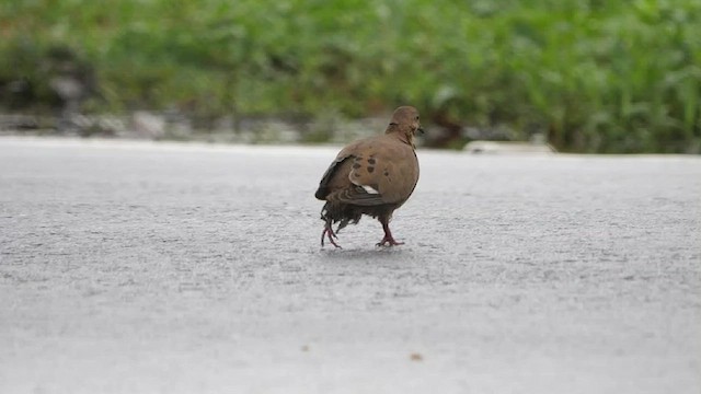 Zenaida Dove - ML414258091