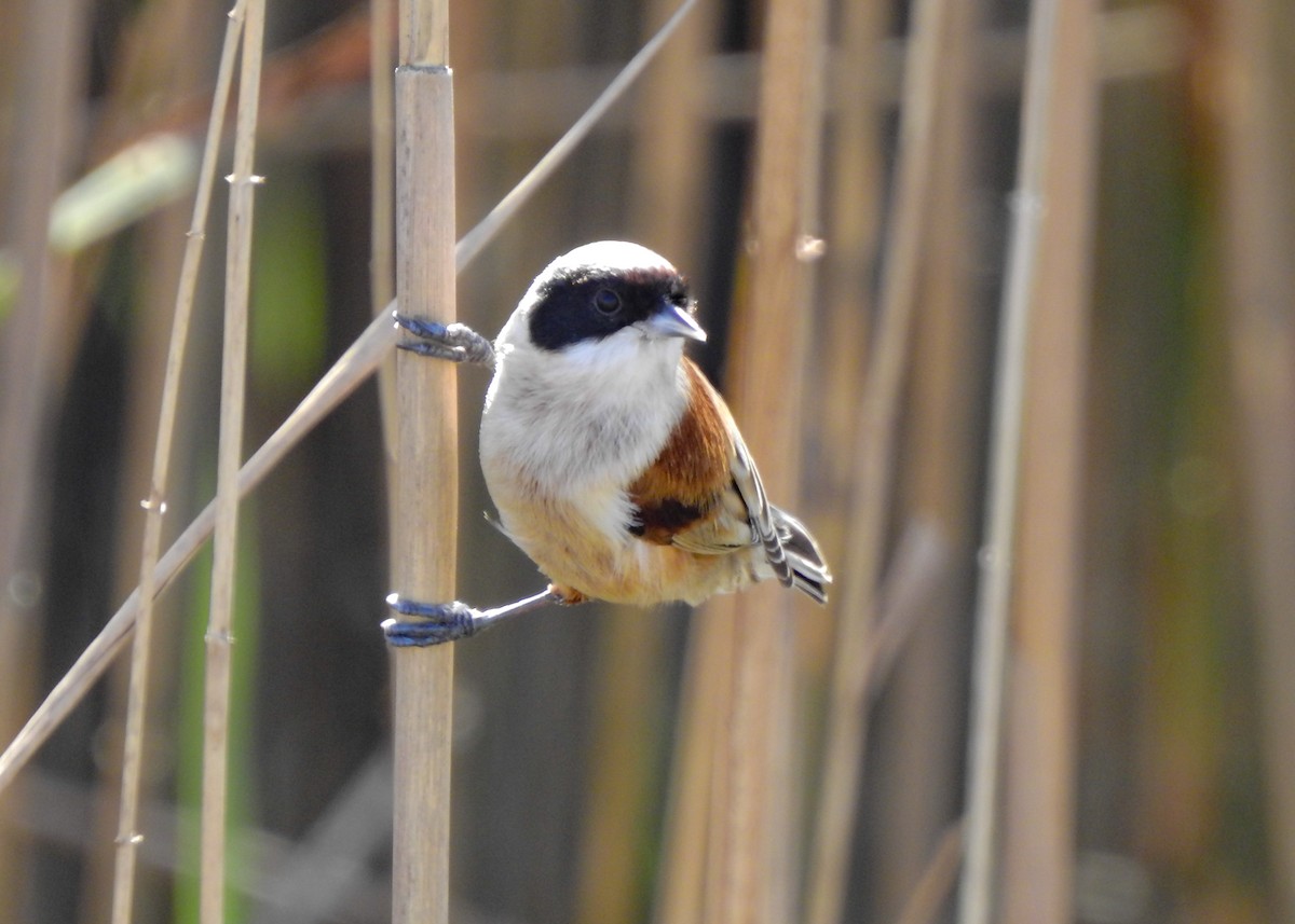 Eurasian Penduline-Tit - ML414258231