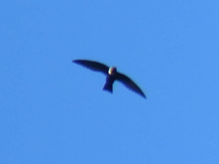 White-collared Swift - ML414258251