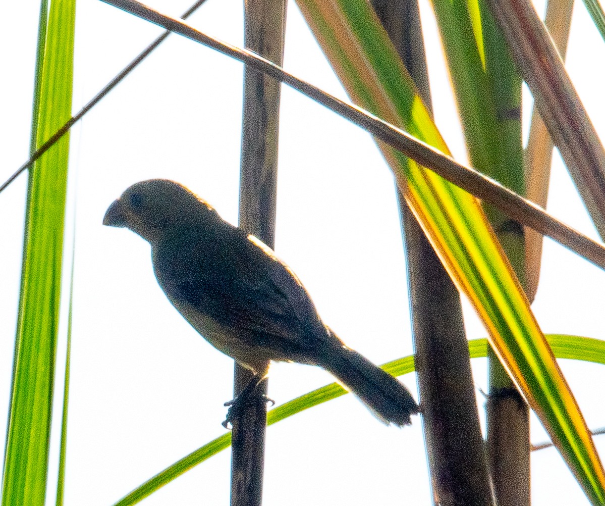 Thick-billed Seed-Finch - John Gapski