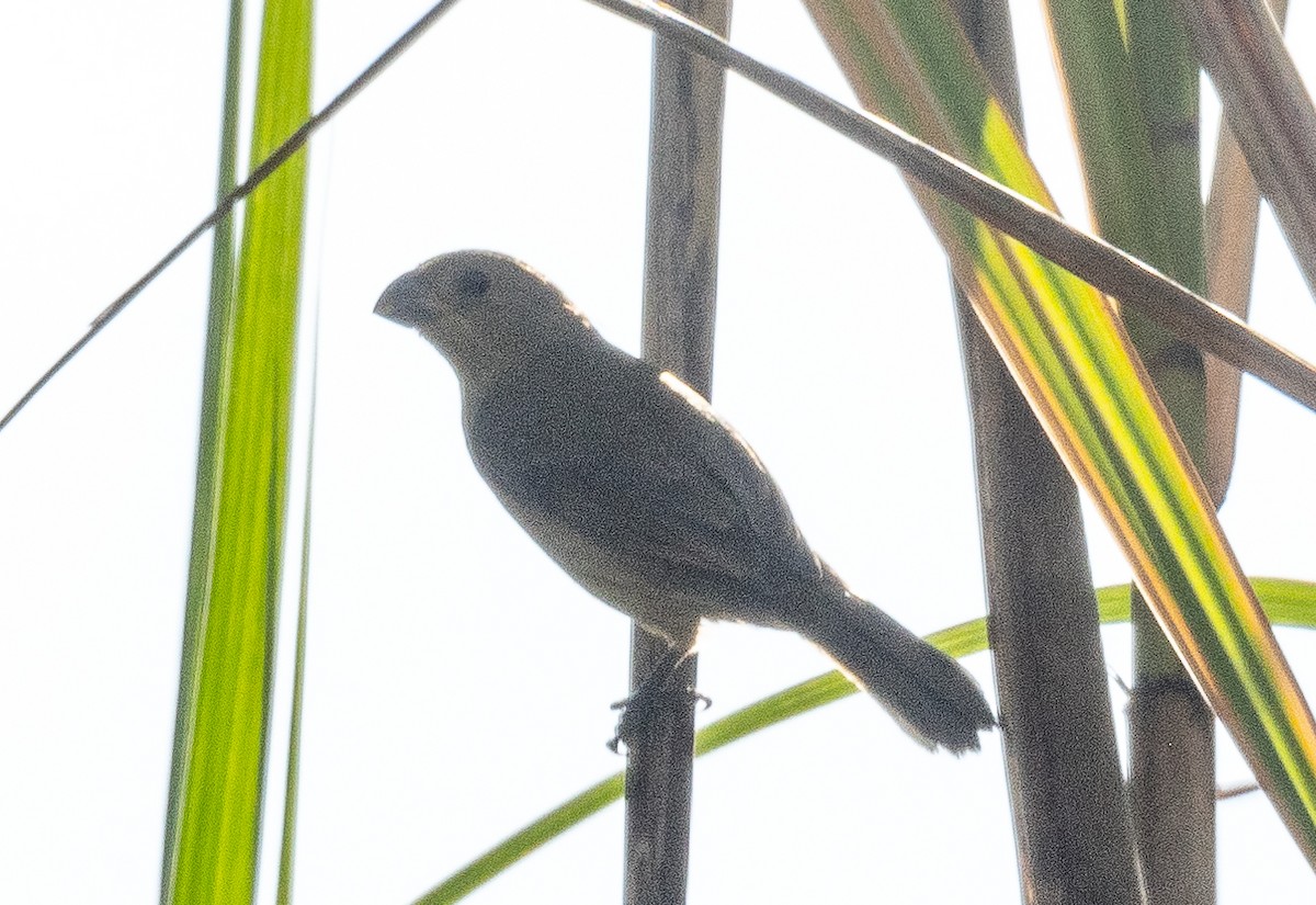 Thick-billed Seed-Finch - John Gapski