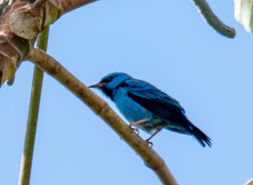 Blue Dacnis - John Gapski