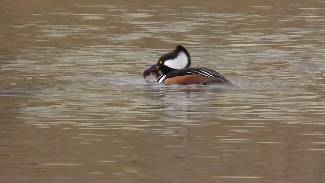 Hooded Merganser - ML414259051