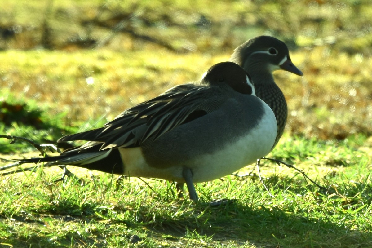 Northern Pintail - ML414259381