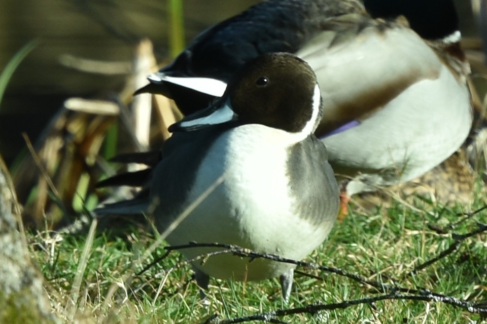 Northern Pintail - ML414259411