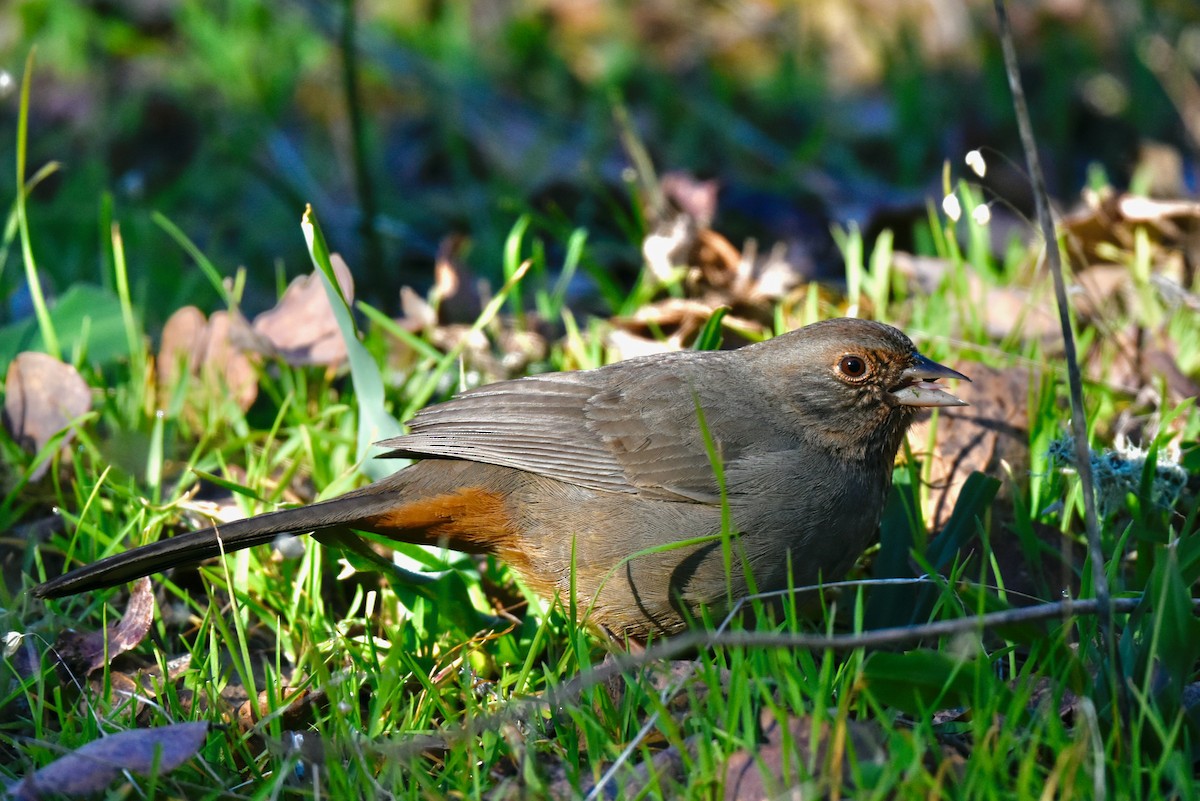 California Towhee - ML414259641