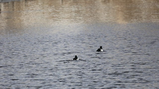 Common Goldeneye - ML414261401