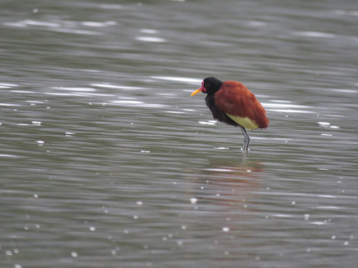 Wattled Jacana - ML414261601