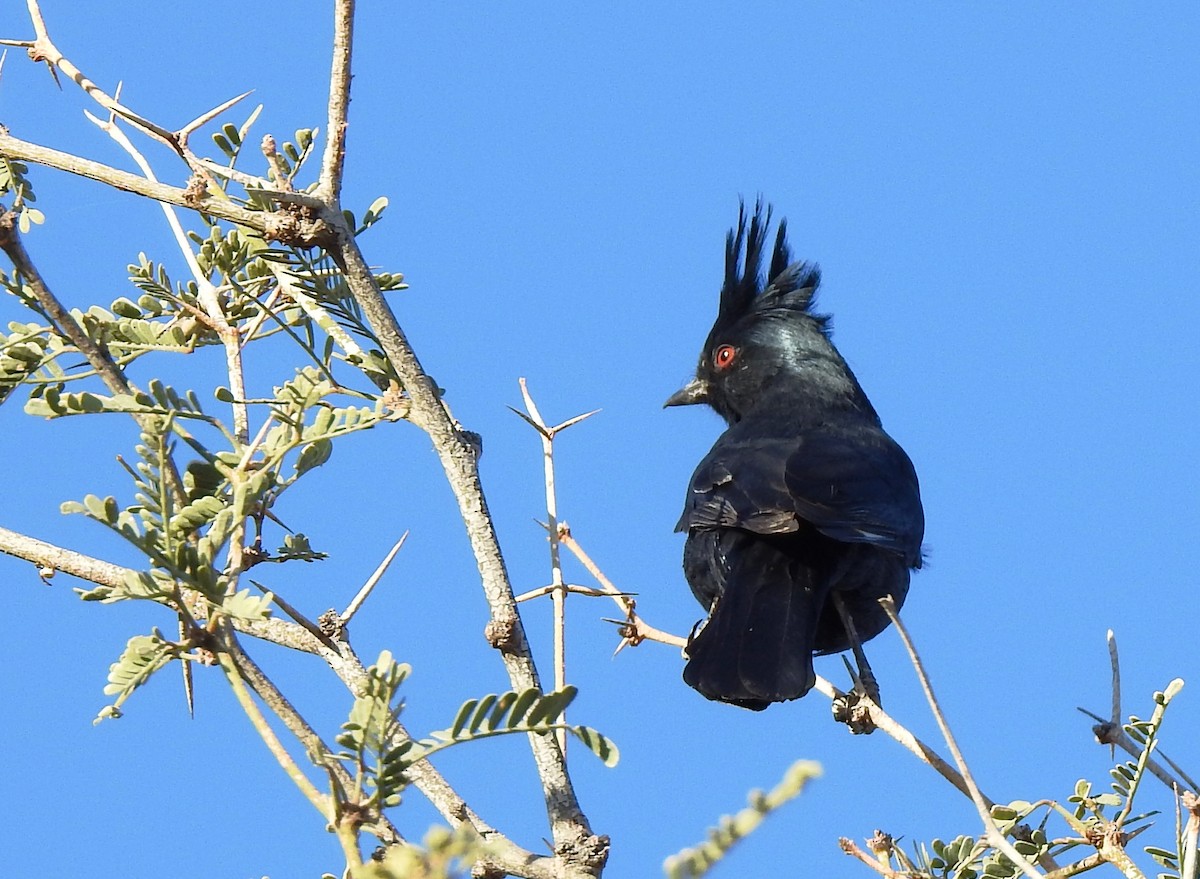 Phainopepla - ML414261941