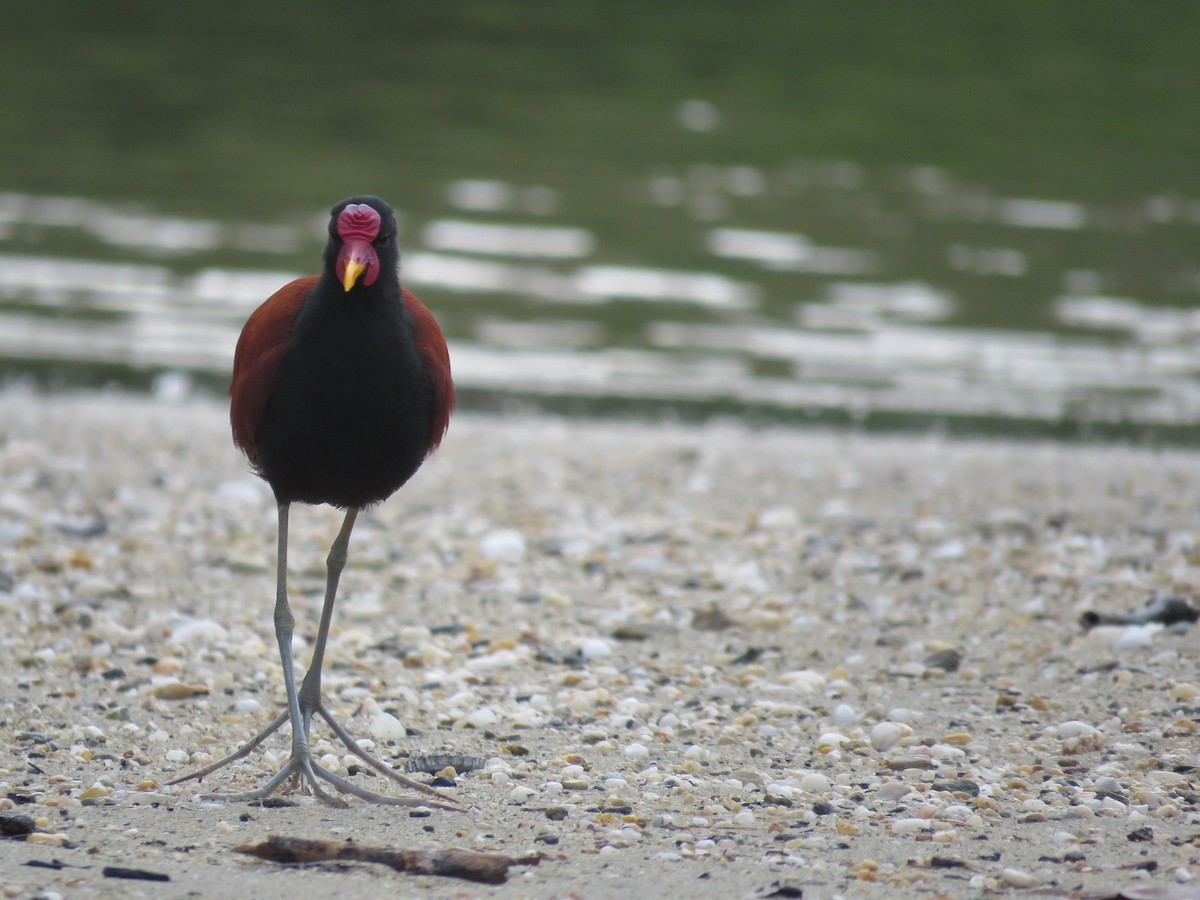 Wattled Jacana - ML414262681