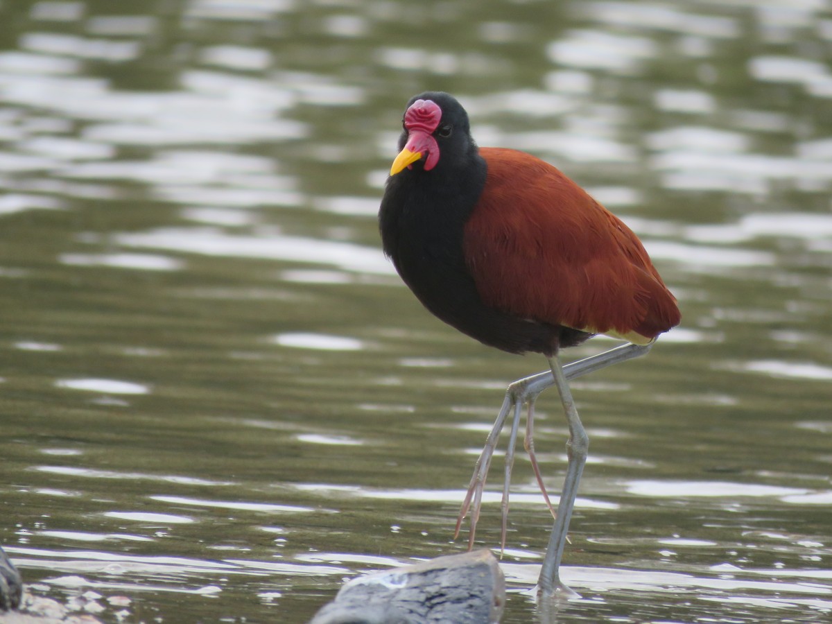 Wattled Jacana - ML414262721