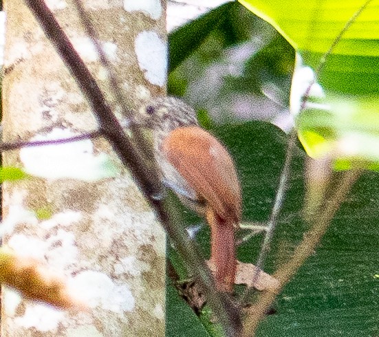 Barred Antshrike - ML414263181