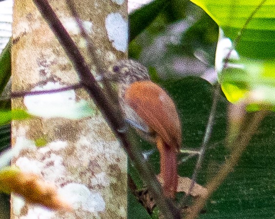 Barred Antshrike - ML414263241