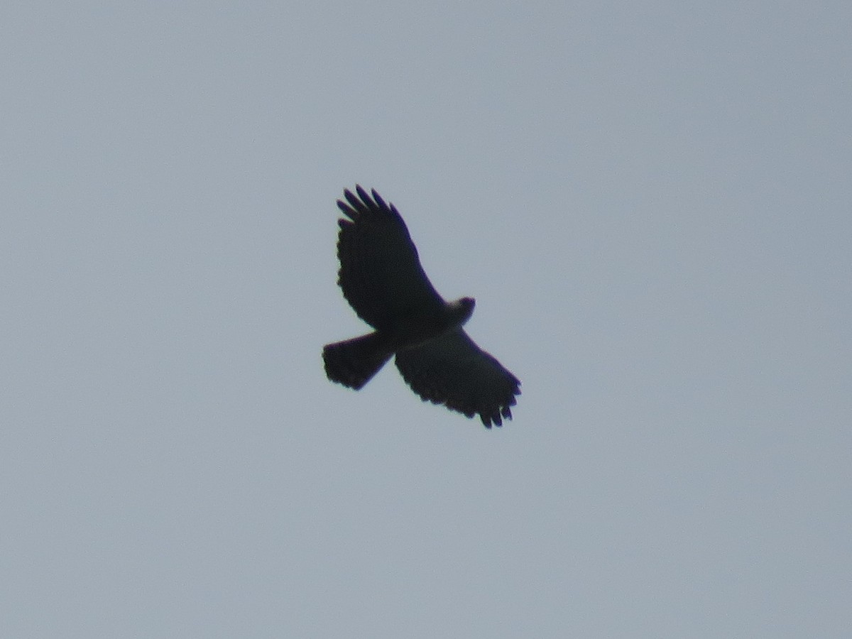 Black-and-white Hawk-Eagle - ML414264451