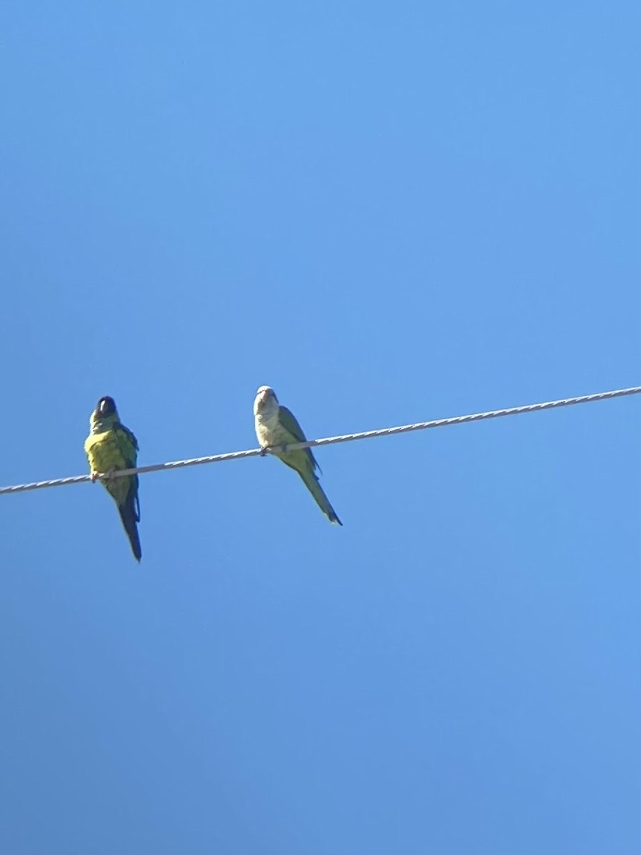 Nanday Parakeet - ML414265711