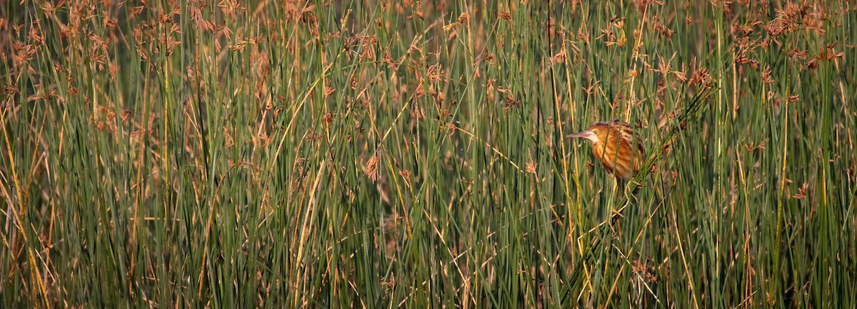 Yellow Bittern - ML414267771