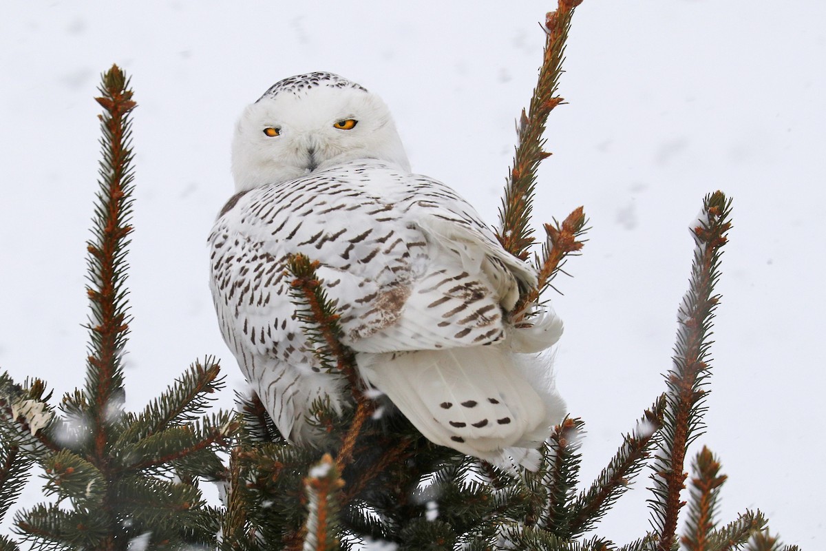 Snowy Owl - ML414268021